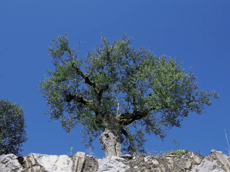 Ständiger Begleiter auf unserer Studienreise durch Griechenland: die Olivenbäume.