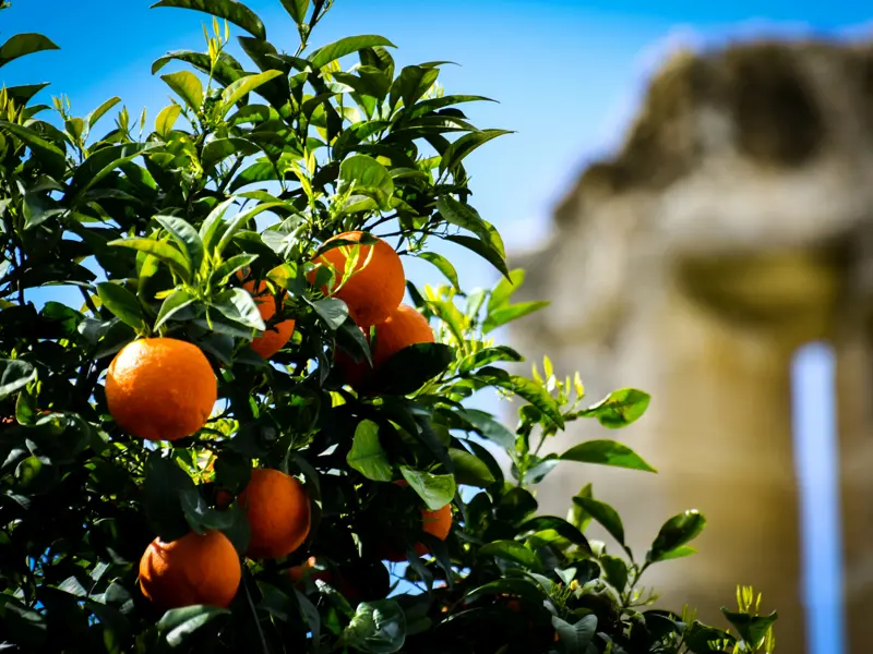 Auf unserer Studienreise nach Zypern genießen wir die sonnengereiften Früchte der Insel.