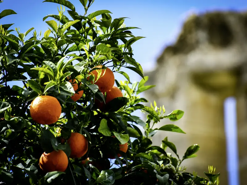 Auf unserer Wanderreise nach Zypern genießen wir die sonnengereiften Früchte der Insel.