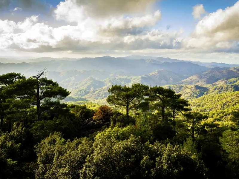 Das bewaldete Troodosgebirge auf Zypern ist eines unserer Wanderziele.