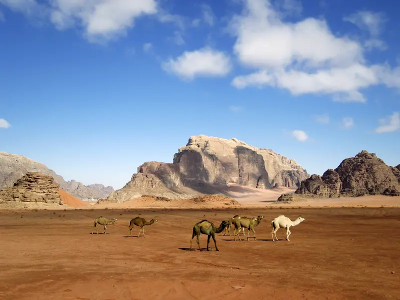 Kamele sind auf unserer kompakten Studienreise durch Jordanien ein alltägliches Bild in den kargen Wüstenlandschaften.