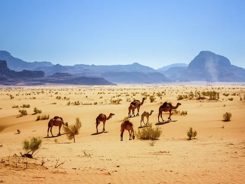 Auf unserer klassischen Studienreise durch Jordanien und Israel besuchen wir das Wadi Ram. Dort schillern Felsmassive und Dünensand in allen Wüstenfarben, in der Ferne traben Dromedare ¿ eine Landschaft, die Hollywood längst für die Leinwand entdeckt hat. Die Tiere wandern  hier zur Lawrence-Quelle.