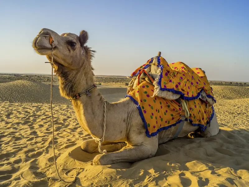 Ein besonderes Erlebnis können Sie auf Ihrer Studienreise durch Nordindien erleben: auf einem Wüstenschiff auf die Dünen zum Sonnenuntergang in der Wüste Thar reiten.