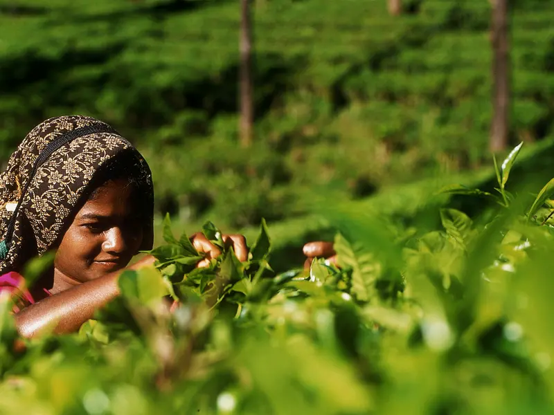 Die Route unserer Studienreise durch Südindien führt über die grünen Hügel der Westghats nach Kerala. Vielleicht sehen wir auf den Plantagen ja ein paar Teepflückerinnen?