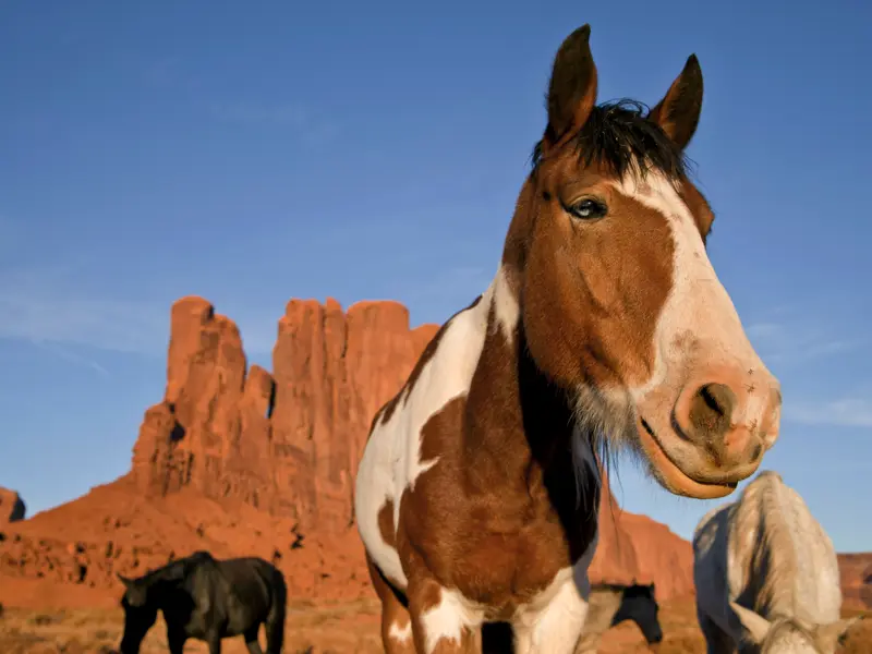 Echtes Cowboy-Feeling überkommt uns beim Besuch des Monument Valleys