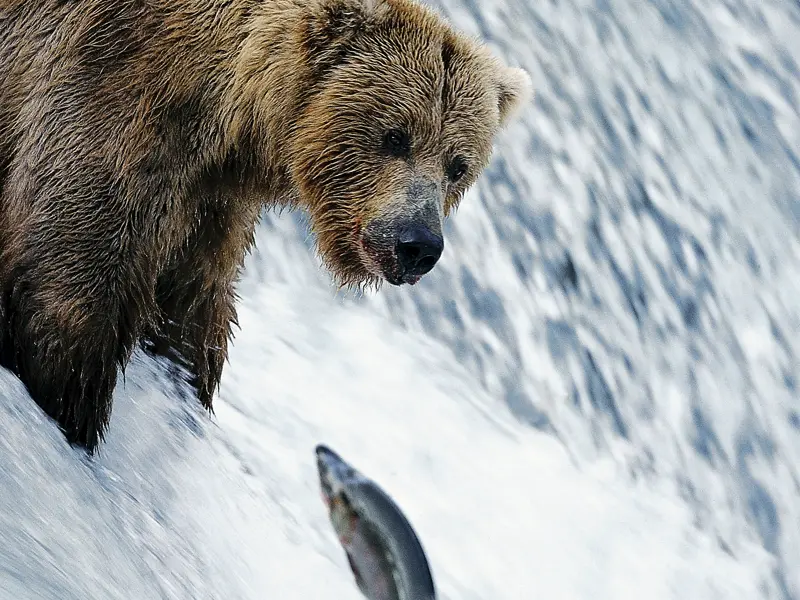 Mit etwas Glück können Sie auf unserer umfassenden Naturerlebnis-Studienreise durch Yukon und Alaska Bären beim Fischfang beobachten.