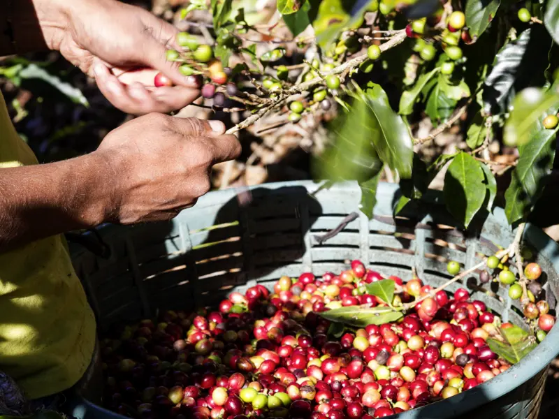 Auf unserer Naturerlebnis-Studienreise durch Costa Rica sind wir zu Gast auf der Familienfinca eines Biobauern, der uns in die Geheimnisse des Kaffeeanbaus einweiht.