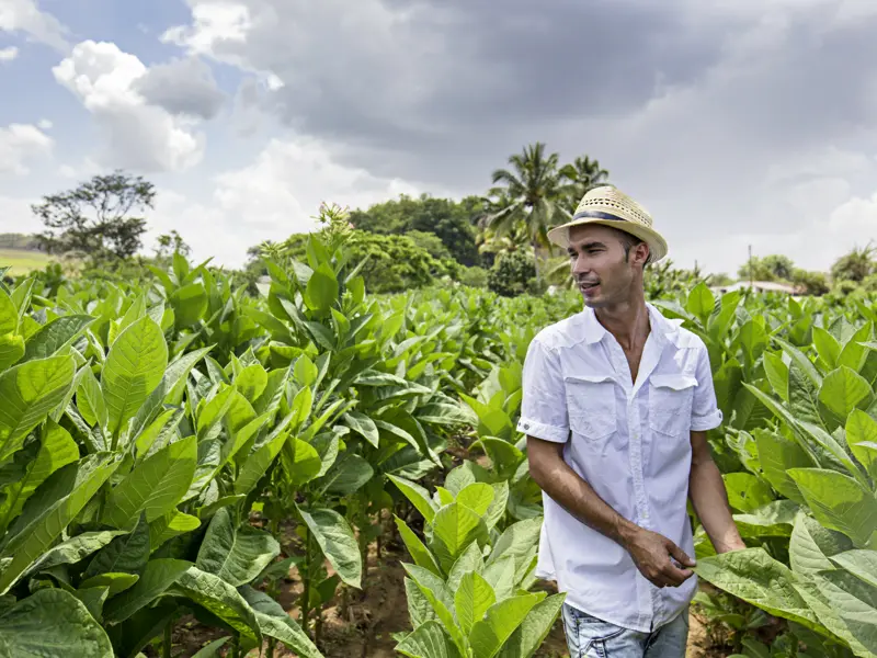 Auf dieser Studiosus-Reise nach Kuba besuchen Sie die Tabakheimat Vinales und wandern zwischen Maniok- und Tabakfeldern durch das Tal.