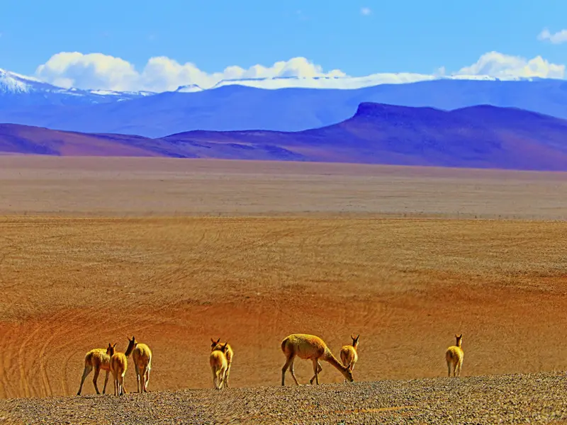 Zwischen Atacama und Anden: Die traumhaften Landschaften, die wir auf unserer Studiosus-Reise durch Chile, Bolivien und Peru durchqueren, teilen wir häufig nur mit den Vicunas, den eleganten Verwandten der Lamas.