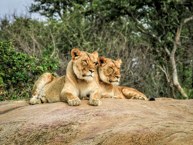 Die Nationalparks in Südafrika bieten spektakuläre Landschaften und beeindruckende Tierwelten. Auf unserer Großen Südafrika-Studienreise werden garantiert manchmal auch Sie beobachtet, etwa von zwei Löwen.