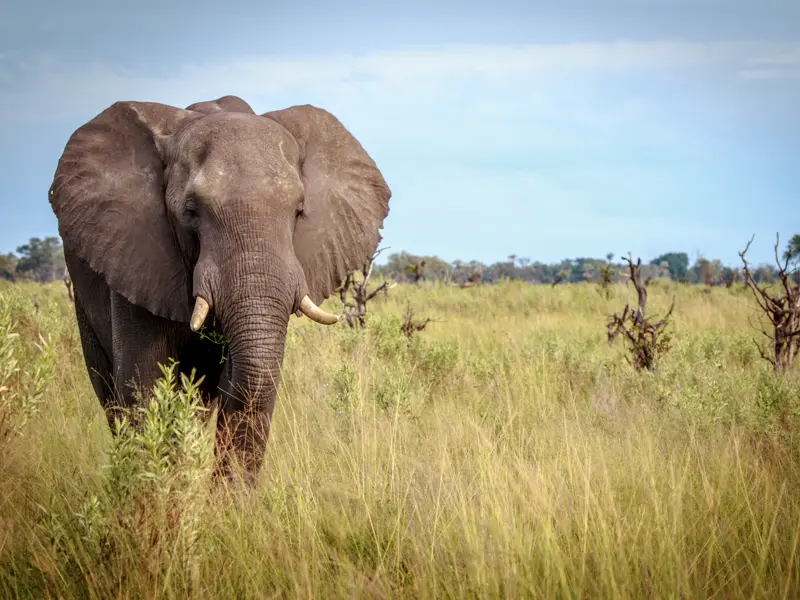 Ein Elefant in einem Nationalpark in Südafrika. Auf unserer Studienreise kommen wir der Tierwelt sehr nahe.