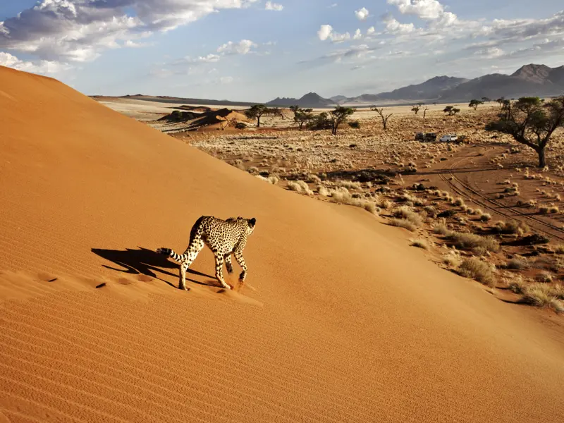 Auf unserer Studienreise durch Namibia begegnen wir der Tierwelt Namibias.