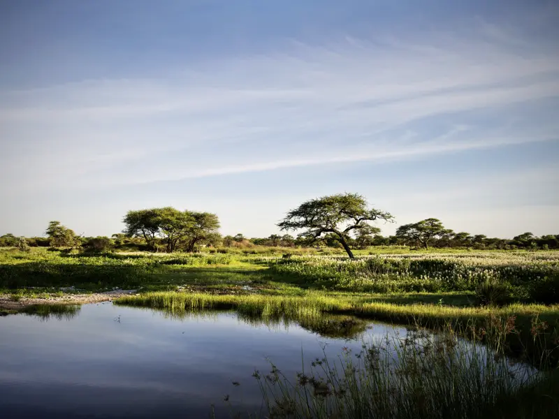Auf unserer Naturerlebnis-Studienreise in kleiner Gruppe durch Namibia und Botswana erwachen Traumbilder zum Leben. Auf dem Ausflug in den Etoschapark in Namibia sehen wir seine typischen Schirmakazien in der Ebene.