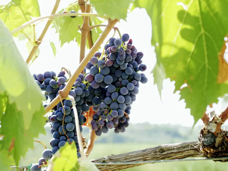 Auf unserer Studiosus-Wanderreise in die Toskana sehen wir überall mit Weinreben bewachsene Hügel. Eine Weinprobe darf da natürlich nicht fehlen!