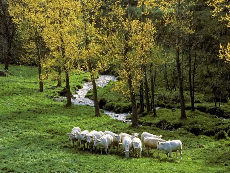 Auf unserer zwölftägigen Studienreise werden Sie das ursprüngliche und authentischs Frankreich erleben. Typisch für die Auvergne sind ihre friedlichen weißen Rinder.