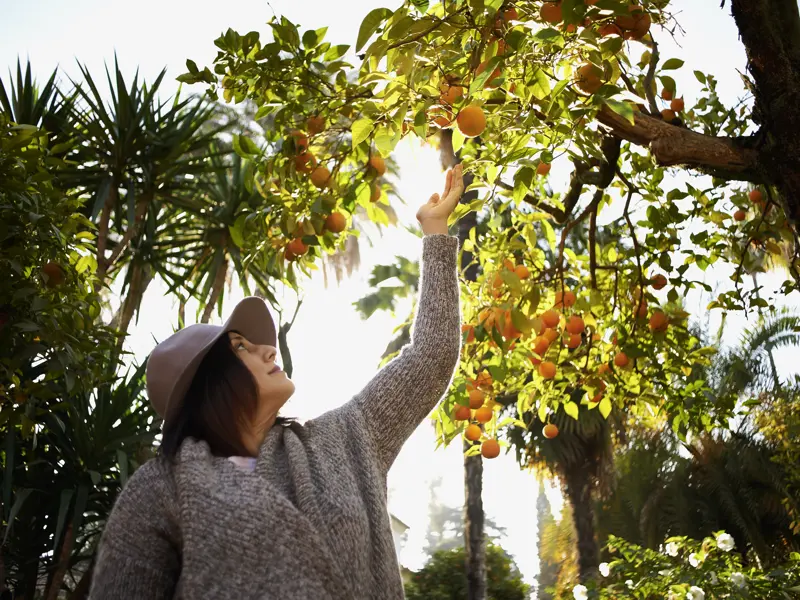 Erfrischende Pause auf unserer Andalusien-Reise: Im Hinterland der Costa del Sol stoppen wir an einer Orangenplantage und erfahren alles über den Anbau der vitaminreichen Frucht.