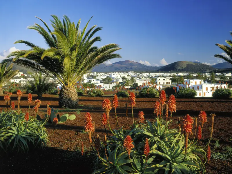 Weißgetünchte Häuser, grüne Fenster, palmengesäumte Straßen. Die Dörfer Yaiza, Uga und Femés, die wir auf unserer Studiosus-Reise im Landesinneren von Lanzarote entdecken, verströmen entspannten, südlichen Charme.