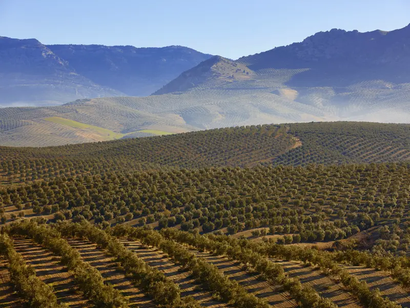 Auf unserer Wanderreise mit Studiosus durch Andalusien kommen wir auch durch das Olivenland zwischen Granada und Córdoba und erfahren dort viel über Produktion und Qualität des Olivenöls.