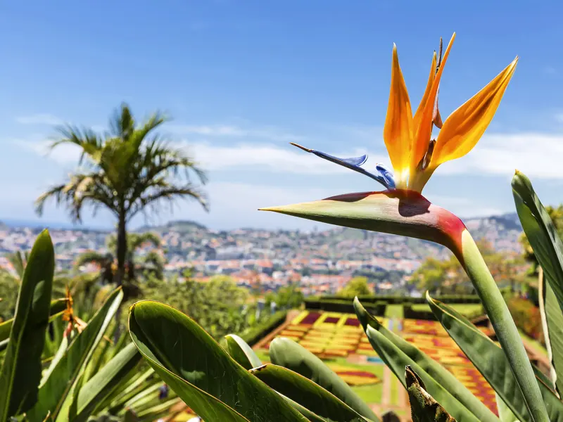 Funchal und seine Blütenpracht zeigt Ihnen Ihre Studiosus-Reiseleiterin. Hier eine Strelizie, auch Papageienblume genannt.