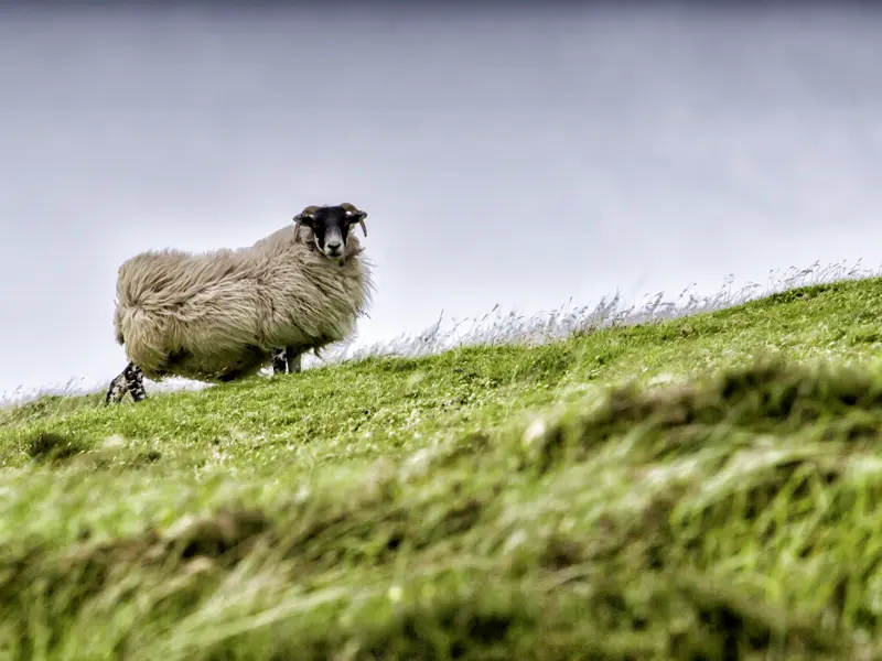 Ein Schaf mit einem dichten Wollkleid an einem grünen Hang lässt sich den Wind durch die Wolle blasen. Nur eine der möglichen Begegnungen der tierischen Art, wenn wir zu Fuß während unserer Studienreise durch Schottland unterwegs sind.