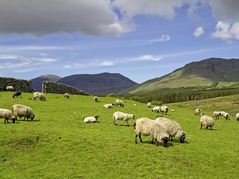 Auf unserer Studienreise durch Irland sehen wir vor allem in Connemara viele Schafe auf den Weiden vor grünen Hügeln grasen.