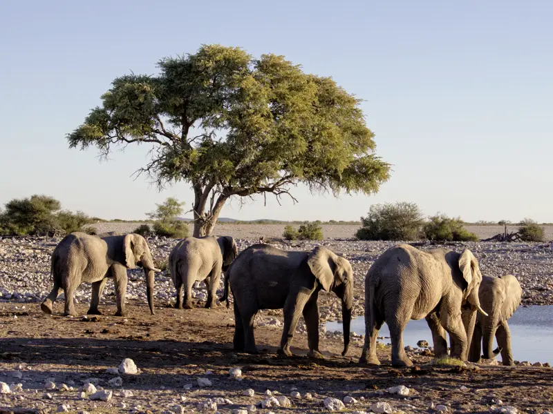 Der Etoscha-Nationalpark ist mit fast 23000 Quadratkilometern das bedeutendste Schutzgebiet Namibias. Unbedingt Kameras bereithalten, wenn wir auf unserer Studiosus-Reise durch das Land Elefanten an einem Wasserloch sehen!
