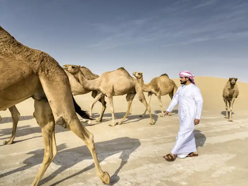 Während unserer zwölftägigen Studienreise durch den Oman haben Sie die Möglichkeit, arabische Kamele in freier Wildbahn zu sehen.