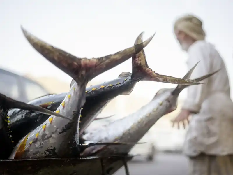 Während unserer Rundreise durch den Oman besuchen wir  auch den Fischmarkt von Muttrah.