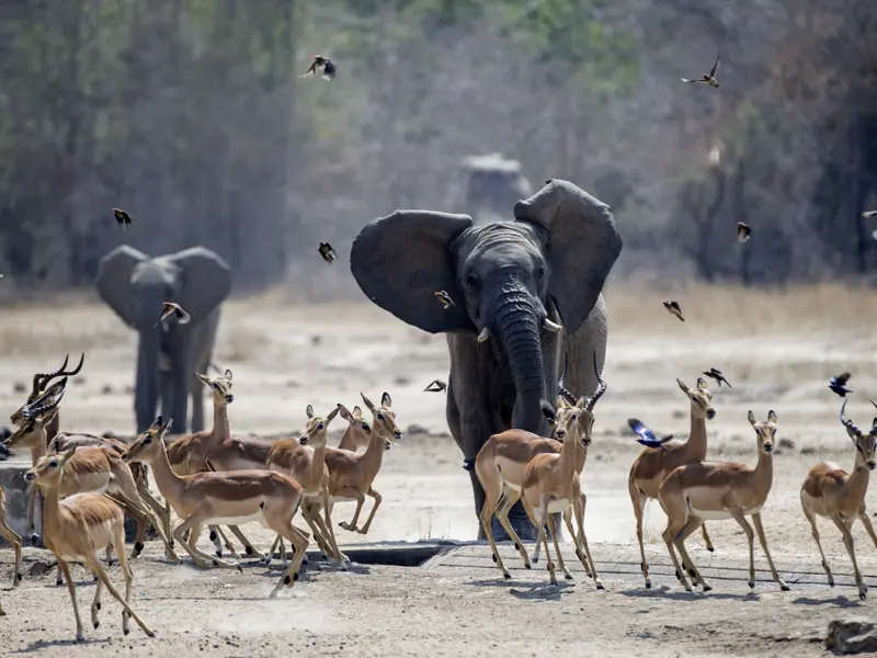 Zu einer Studiosus-Reise nach Südafrika gehört eine Safari im Krügerpark einfach dazu