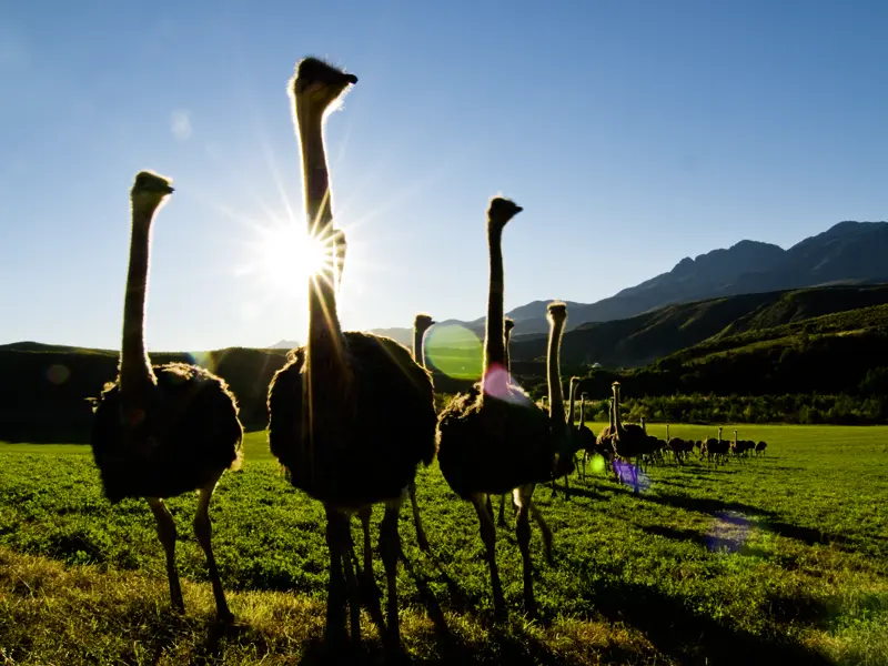 Während unserer Studienreise durch Südafrika kommen wir den Straußen mit ihren langen Hälsen bei einem Besuch auf einer Straußenfarm ganz nah. Zubereitet landen sie zum Mittagessen auf unserem Teller, und wir können probieren, ob sie tatsächlich so zart sind, wie man sagt.