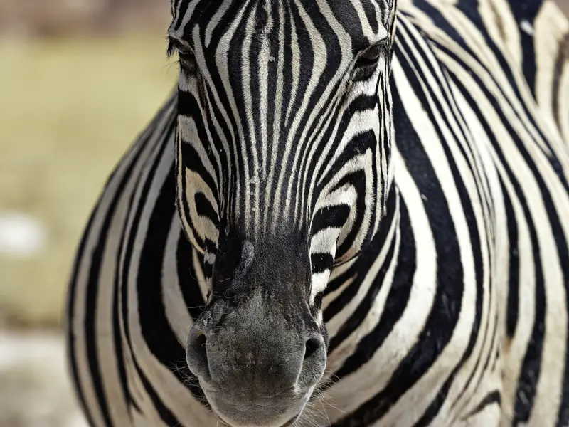 Die Vielfalt und Schönheit der Tierwelt, die wir auf unserer Studienreise durch Südafrika erleben, ist einfach überwältigend!