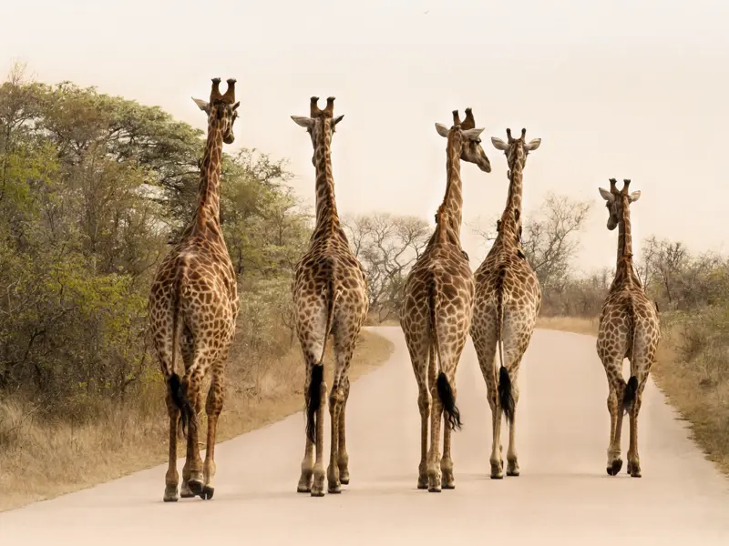 Begegnungen besonderer Art erleben Sie auf unserer Südafrika-Studienreise zu den Höhepunkten des Landes viele. Hier im Krüger-Nationalpark etwa gehen auch Giraffen gerne auf Wandertour!