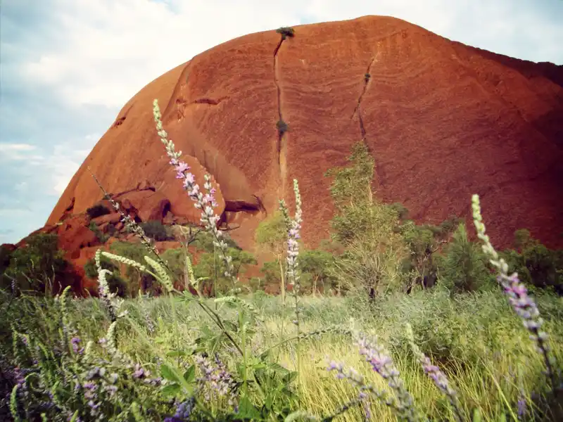 Magisches Erlebnis auf unserer Studienreise Australien - Höhepunkte des Kontinents: der Uluru/Ayers Rock  im Roten Zentrum.