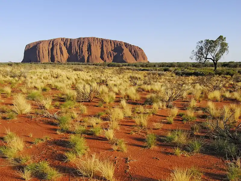 Majestätisch steht der Uluru (Ayers Rock) in der australischen Wüste. In den kühlen Morgenstunden entdecken wir den heiligen Berg der Aborigines auf unserer Studienreise durch Australien und Neuseeland.