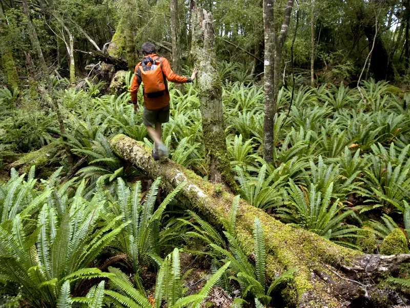 Im Fjordland-Nationalpark läuft die Natur der Südinsel zur Hochform auf. Hier haben wir auf unserer großen Neuseeland-Studienreise die Gelegenheit, ein wenig wandern zu gehen.