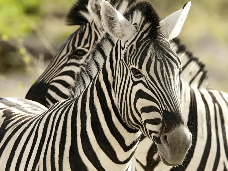 Wir erleben auf dieser Rundreise in kleiner Gruppe durch Südafrika die faszinierende Tierwelt.