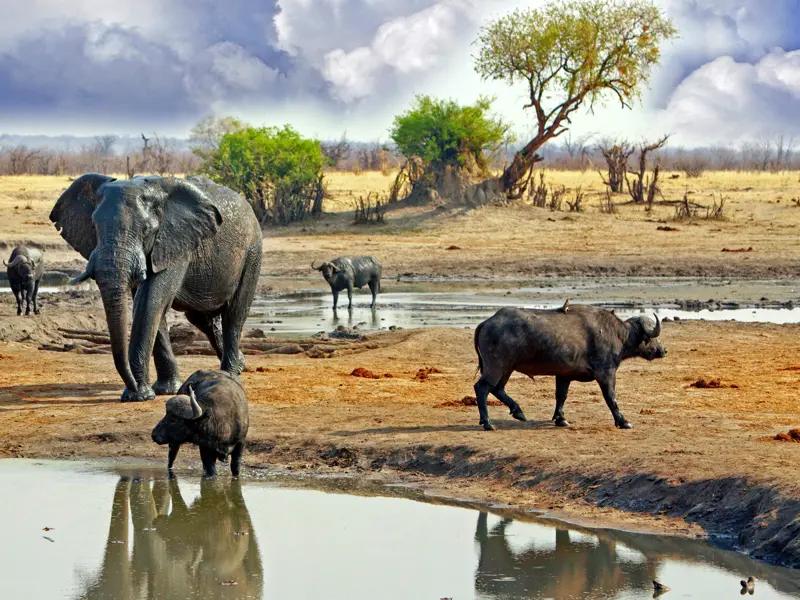 Im Krüger-Nationalpark in Südafrika spüren wir auf unserer Rundreise in offenen Geländewagen den Big Five nach.