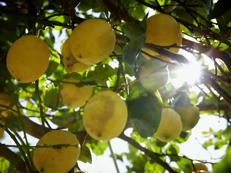 Auf unserer Studiosus-Reise in kleiner Gruppe bietet sich immer wieder die Gelegenheit, die sonnengereiften Früchte Italiens zu genießen.