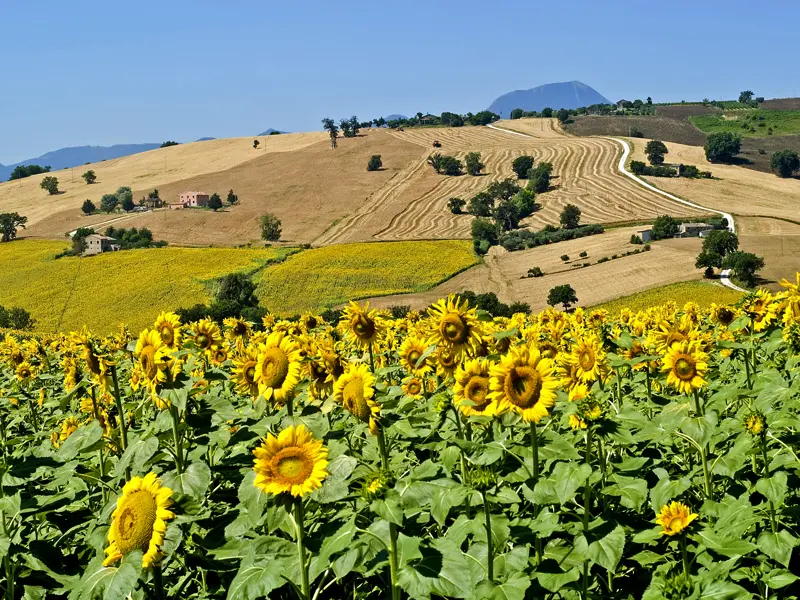 Auf unserer Rundreise in die Marken lernen Sie eine abwechslungsreiche Region Italiens kennen - mit viel Kultur und abwechslungsreicher, schöner Landschaft, die sich gern mit Sonnenblumen schmückt.