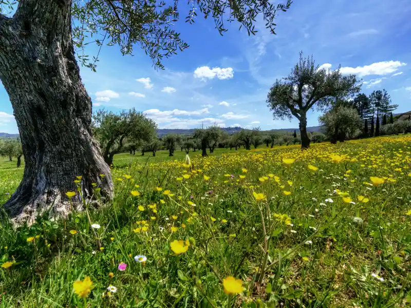 Friedliche Landschaften unter dem blauen Himmel Südfrankreichs erleben wir auf unserer smart&small-Rundreise in die Hochprovence.