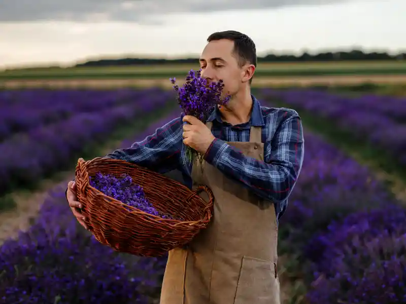 Denken wir an die Provence, haben wir riesige Lavendelfelder vor unserem inneren Auge. Auf unserer Rundreise können wir aber auch die Farbenpracht und den Duft in der schönen Landschaft genießen.