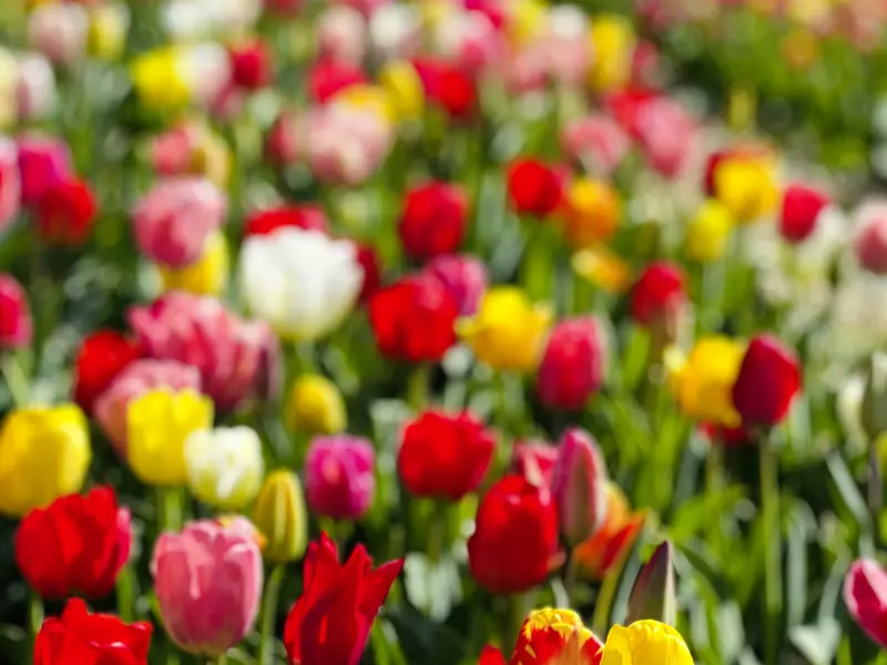 Während und auch außerhalb der Tulpensaison kommen wir auf unserer smart&small-Rundreise in die Niederlande immer wieder mit den bunt leuchtenden Blumen in Berührung. Kaufen Sie doch ein paar Zwiebeln als Souvenir für zu Hause!