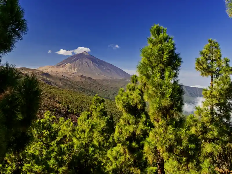 Unsere Rundreise auf die Kanaren führt uns auf die Insel Teneriffa. Unser Bus schlängelt sich geschickt hinauf Richtung Pico del Teide.