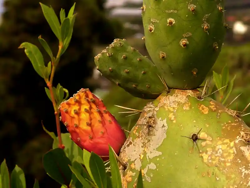 Auf unserer smart & small-Rundreise zu den Kanarischen Inseln erleben wir viele Facetten der Natur: Exotisches im Jardín Botánico in Puerto de la Cruz auf Teneriffa, grüne, terrassierte Hänge auf La Gomera und Spezialisten für Hitze und Trockenheit wie zum Beispiel Feigenkakteen auf El Hierro.