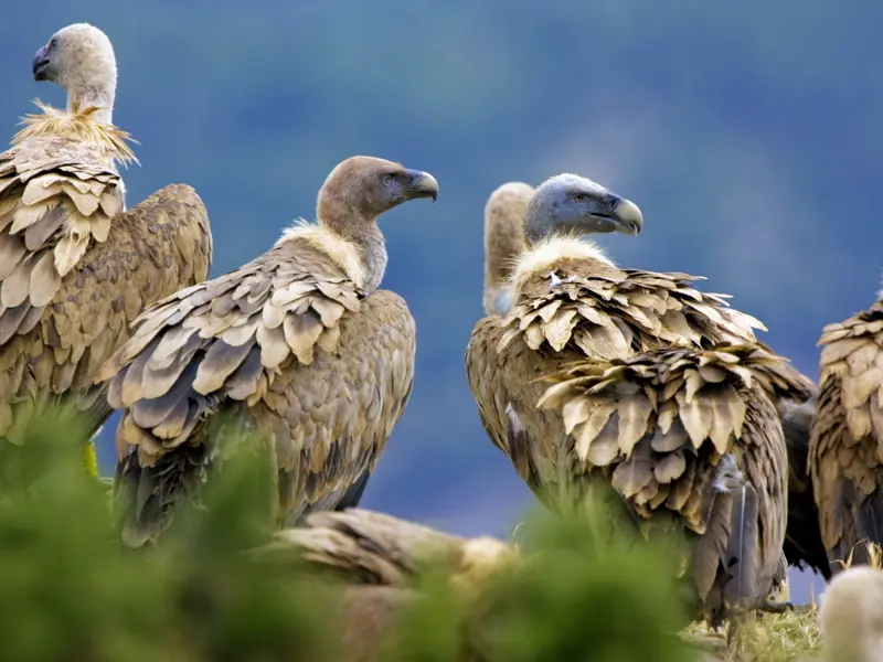 Auf unserer Studiosus-Reise durch Kastilien und die Extremadura sind wir im Nationalpark von Monfragüe unterwegs, wo die Geier und Adler am Himmel ihre Kreise ziehen.