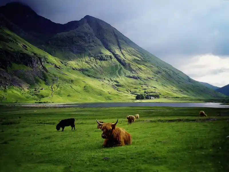 Auf unserer Reise durch die schottischen Highlands sehen wir die typischen Highlandrinder mit ihrem zotteligen Fell und den langen Hörnern.