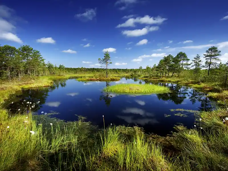 Der Lahemaa-Nationalpark mit seiner faszinierenden Moorlandschaft gehört zum Programm unserer smart&small-Rundreise durch Estland.