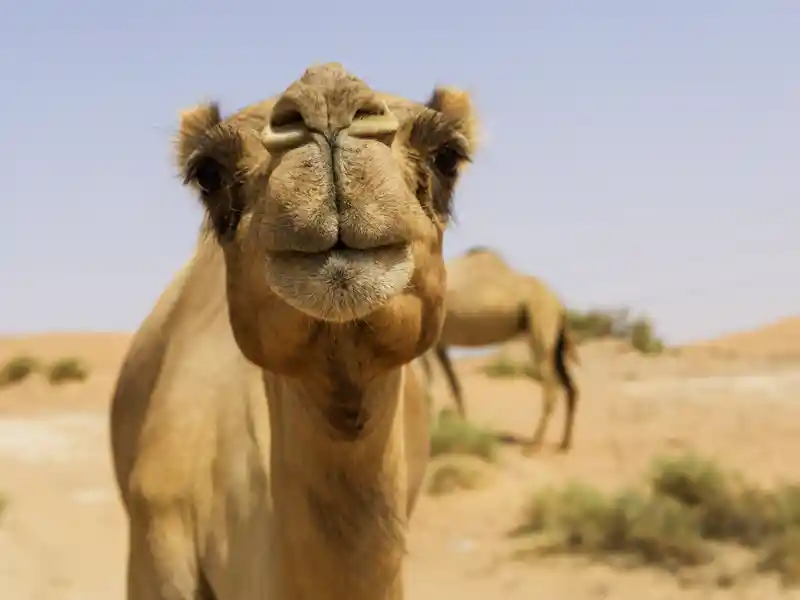 Sicherlich kreuzen auf unserer Reise durch Jordanien auch Kamele  unserern Weg.