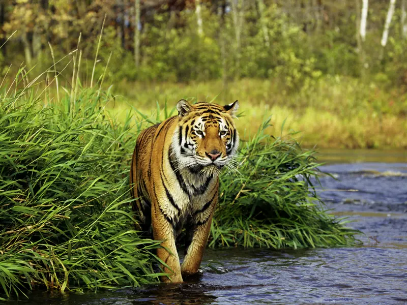 Auf der smart&small-Studienreise Rajasthan - Auszeit im Land der Maharadschas geht es zur Tigersafari im Ranthambore-Nationalpark.