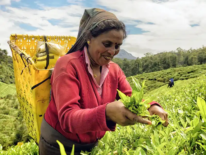 Teeanbau ist ein wichtiger Wirtschaftszweig in Sri Lanka. Auf der Rundreise durch Sri Lanka in kleiner Gruppe sehen wir üppig grüne Landschaften und faszinierende Kulturschätze.